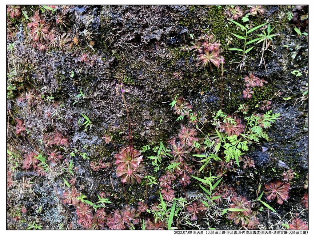 2022.07.09 〖大崎頭步道〗〖內雙溪古道〗【擎天崗】〖瑪礁古道〗【新圳頭山】〖大崎頭步道〗_1775225