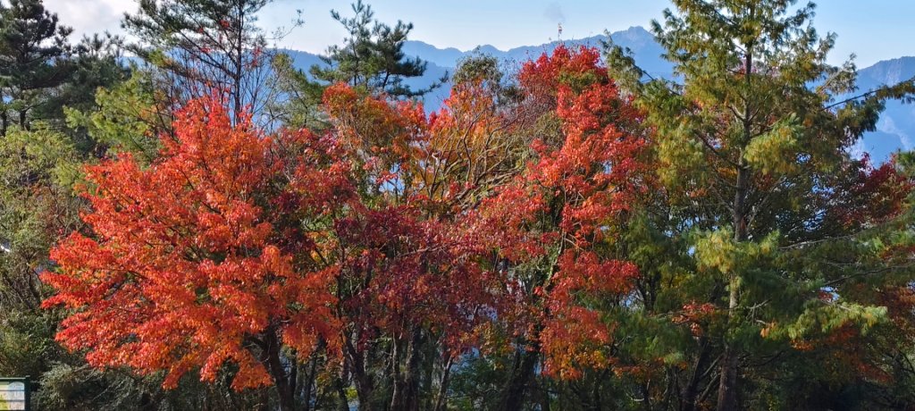 麟趾山、鹿林山、鹿林前山三山縱走(塔塔加三山)封面圖