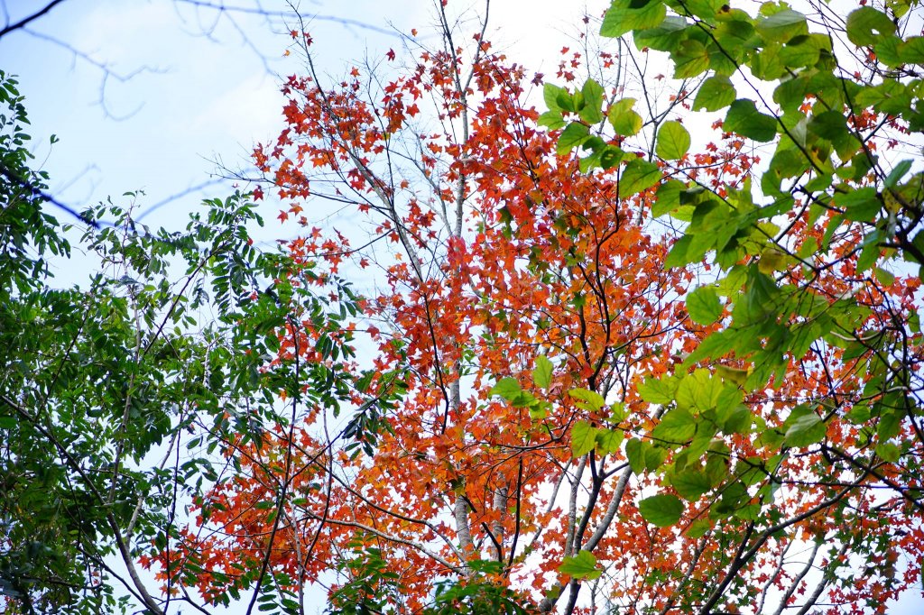 新竹關西鎮 水田林道之貴妃&那結山連走_1539664