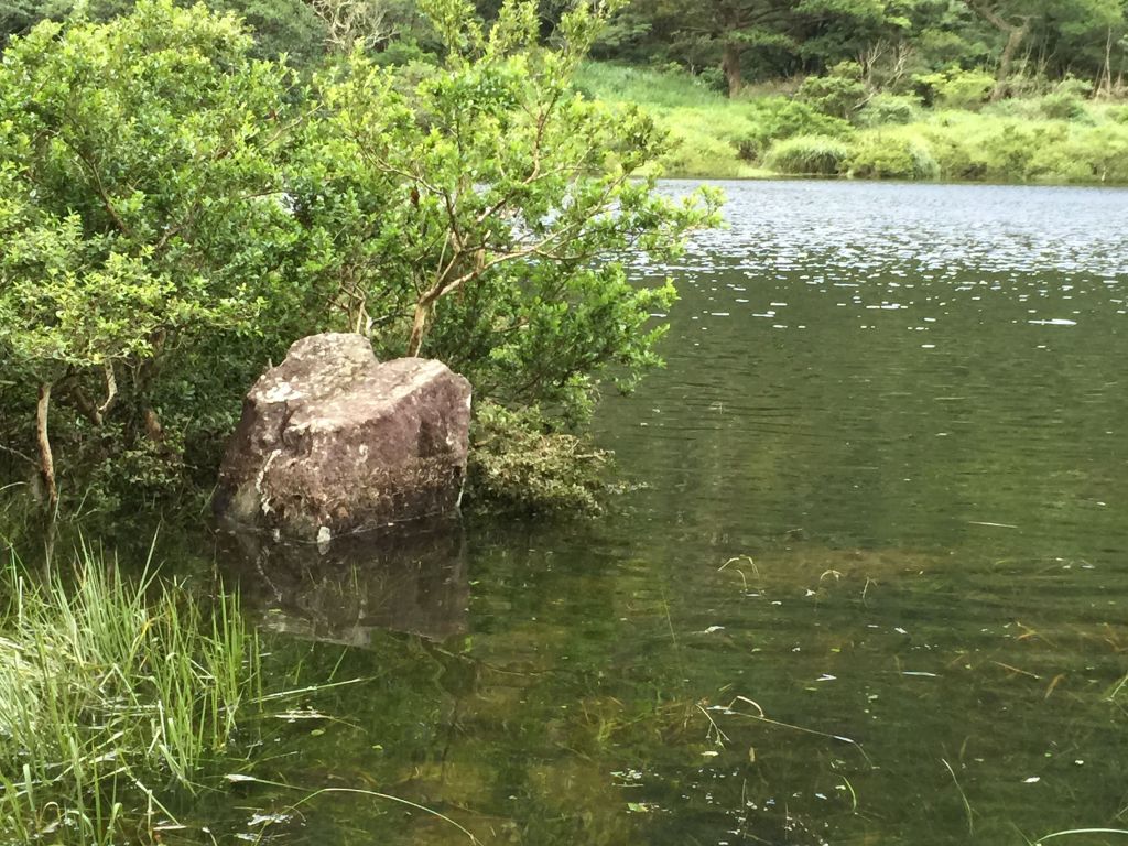 豪大梅雨後寧靜向天池湖沼枝額蟲現蹤跡_140300