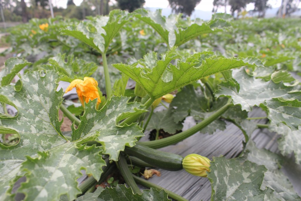 20230311南投大柯山-西勢頭山_2071052