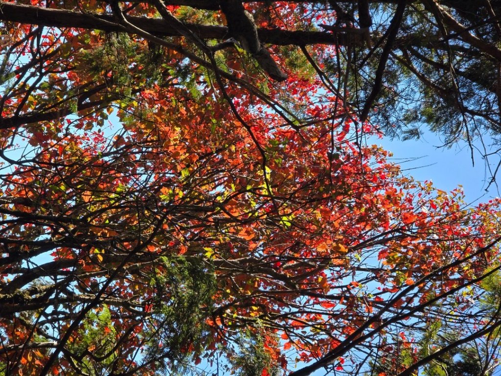 鳶嘴稍來山之楓紅／雲海_2974023