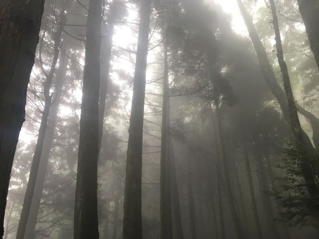 觀霧檜山巨木森林步道_171715