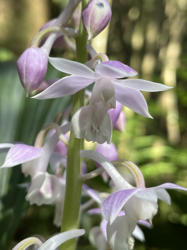 2020/03/12 那結山＆貴妃山 O形縱走_1650304