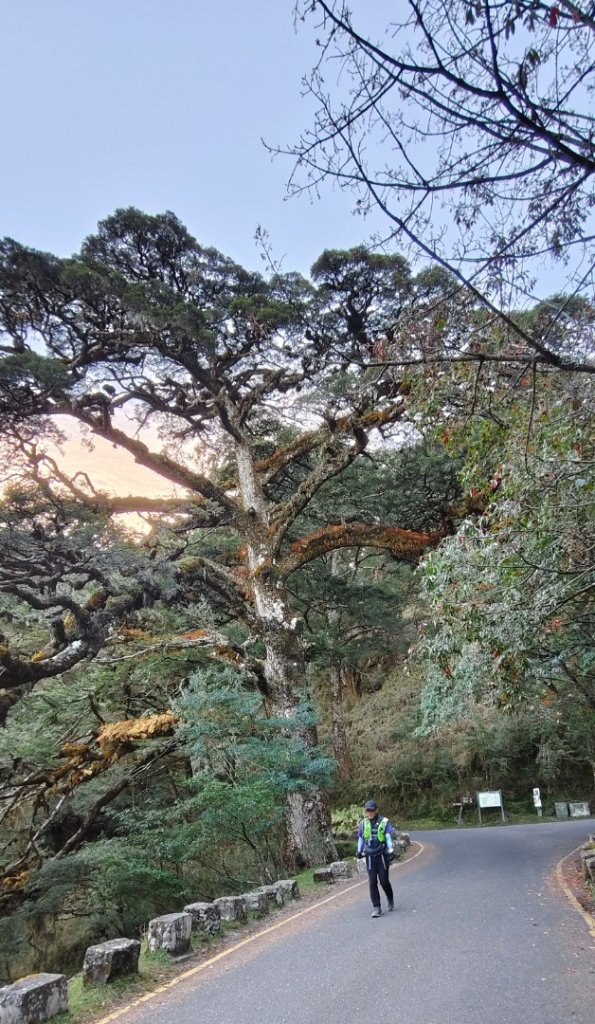 麟趾山、鹿林山、鹿林前山三山縱走(塔塔加三山)_2990357