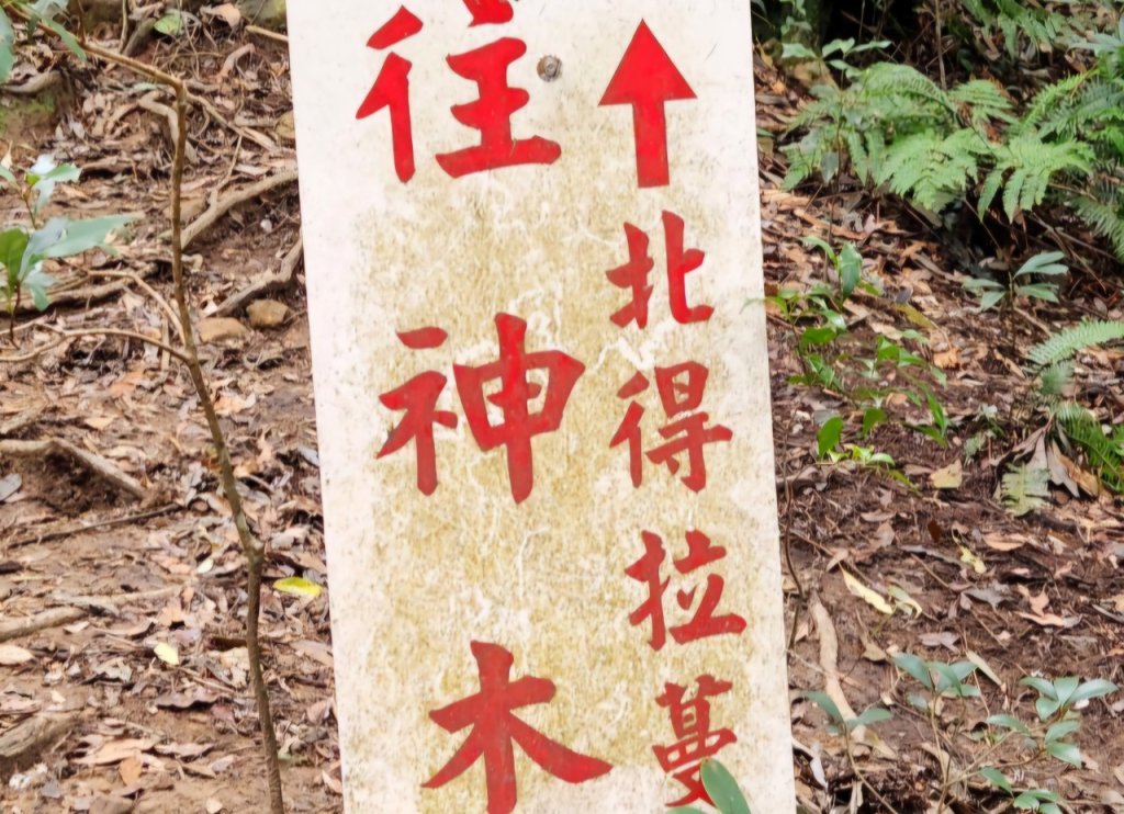 【中級山 】北得拉曼巨木步道，連走內鳥嘴山_2742201