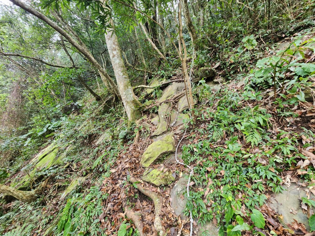 20250112貴妃山那結山外鳥嘴山蓮包山O型_2727130