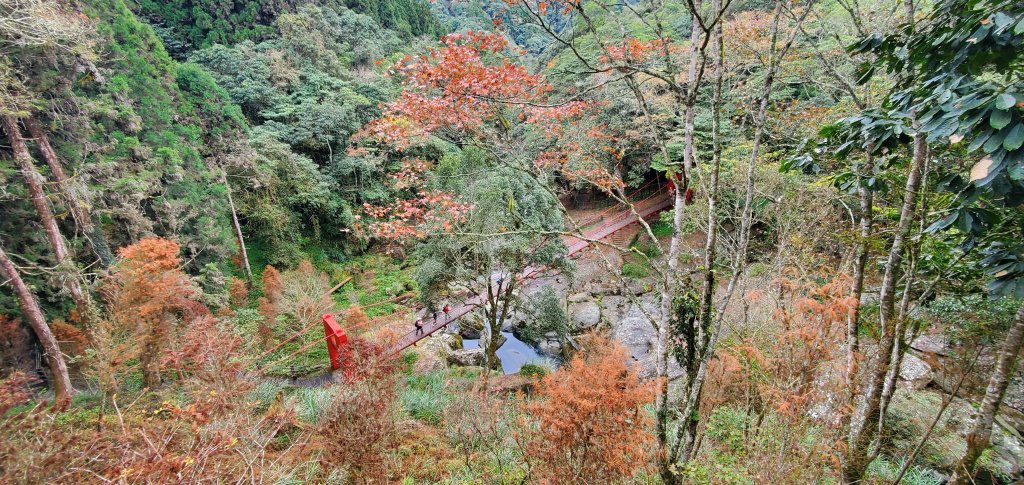 2023-01-01杉林溪青龍蕨類步道(青龍瀑布)、松瀧岩瀑布及天地眼步道_1978837