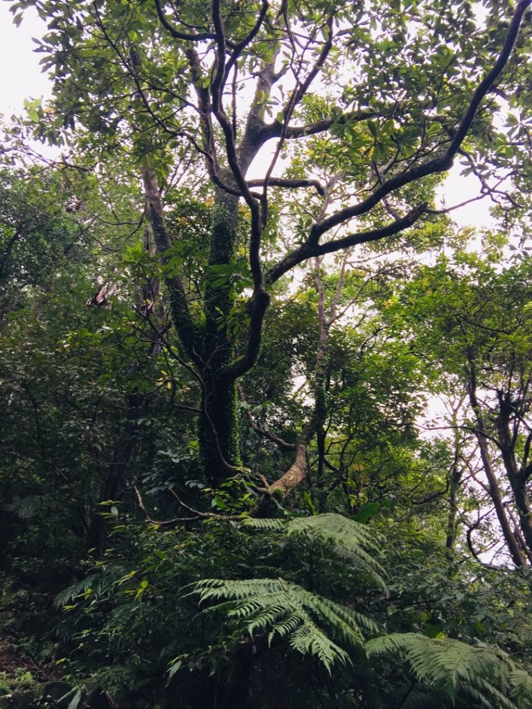 汐止大尖山-一坑古道（汐平通嶺步道）_534365