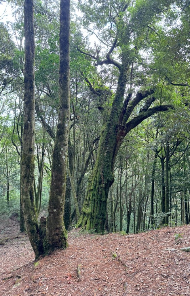 觀霧瀑布 賞鳥步道_2926771