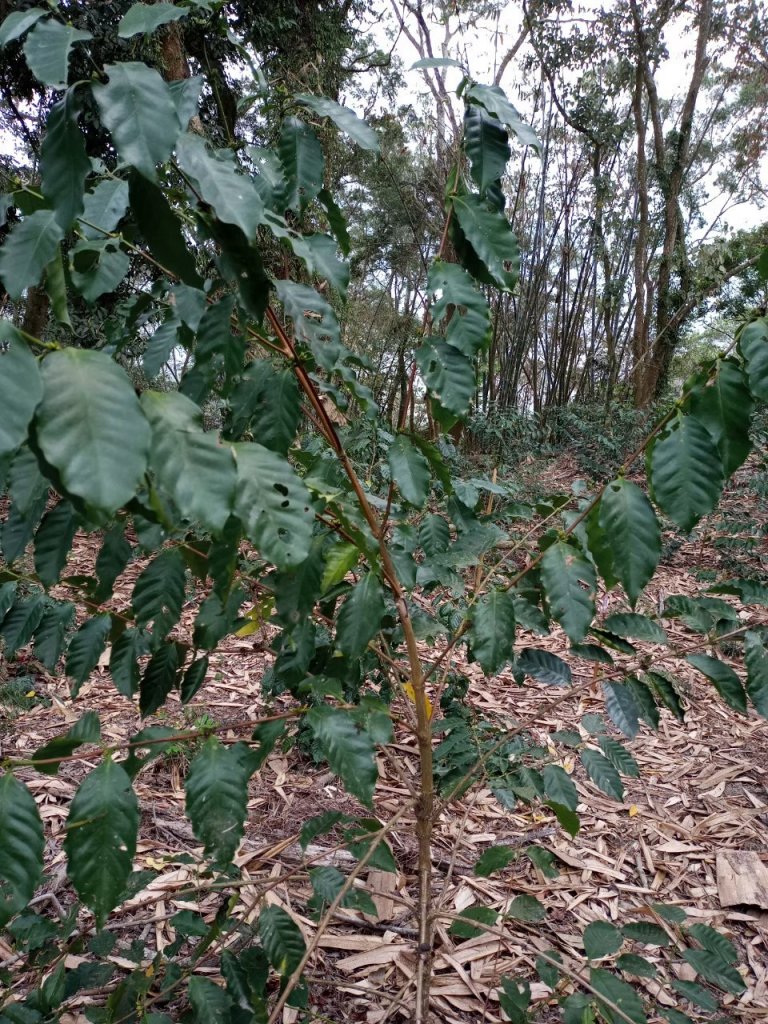 甲仙六義山_1450872