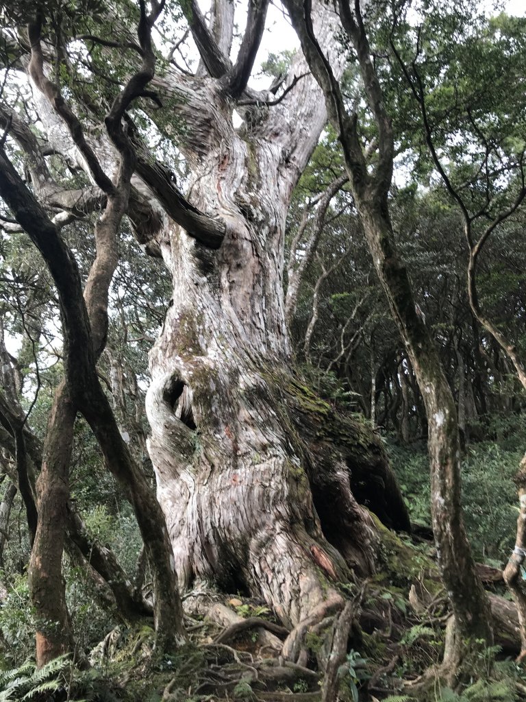 南插天山~魯培山封面圖