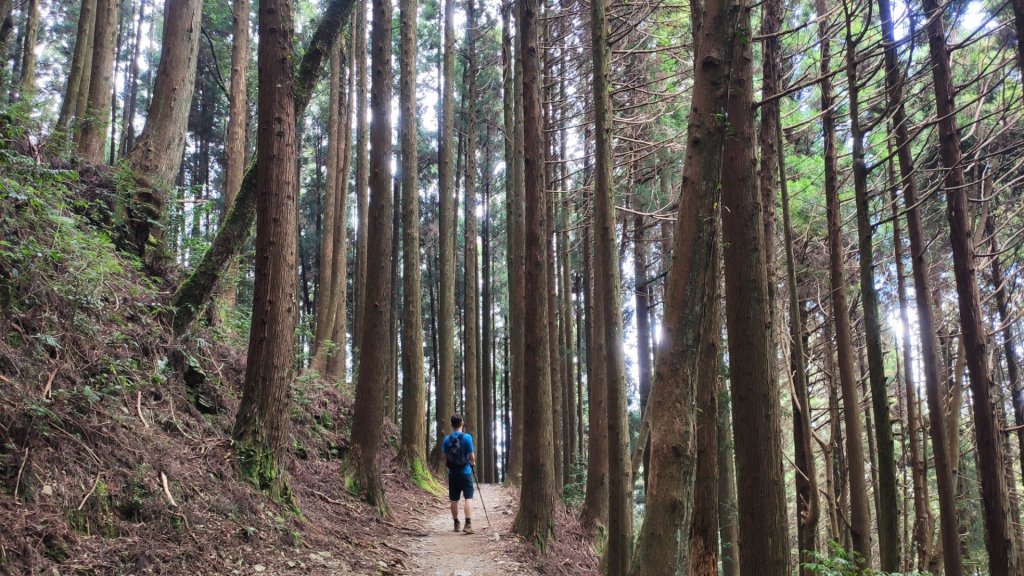 檜山巨木森林步道_1779513