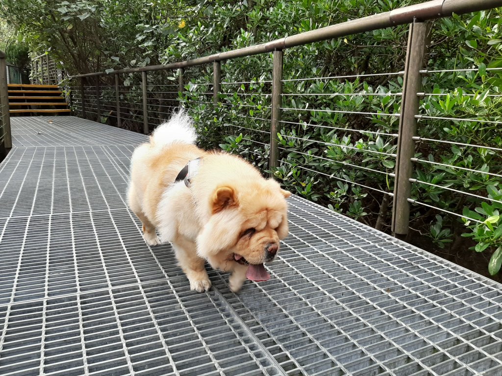 紅樹林生態步道 - 全臺最大的水筆仔森林_776042