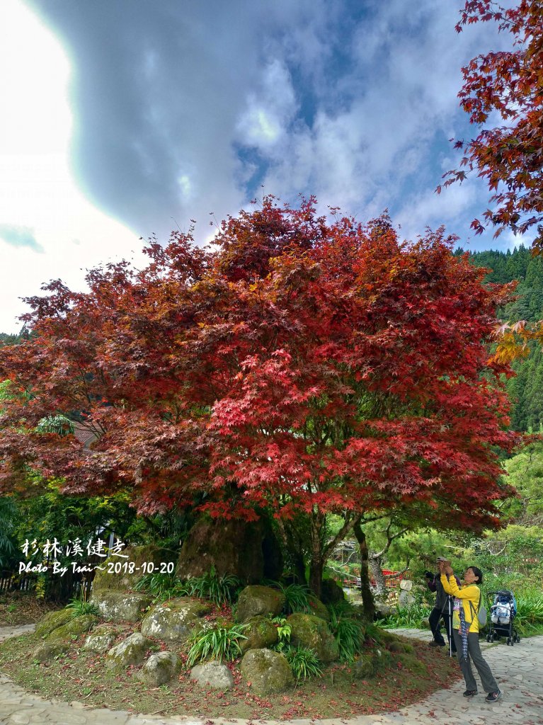 杉林溪森林健走20181020_448339