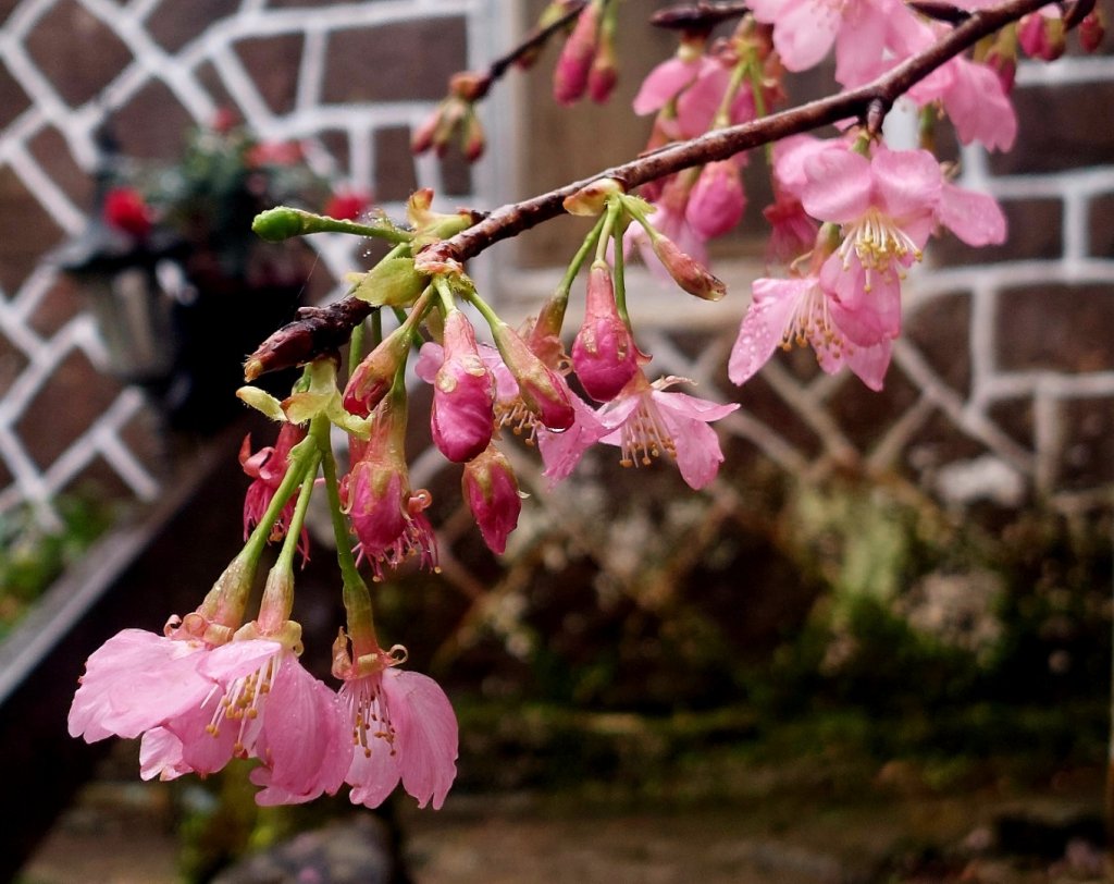 20230224 花癡天堂之淡水楓樹湖百花齊放_2041687