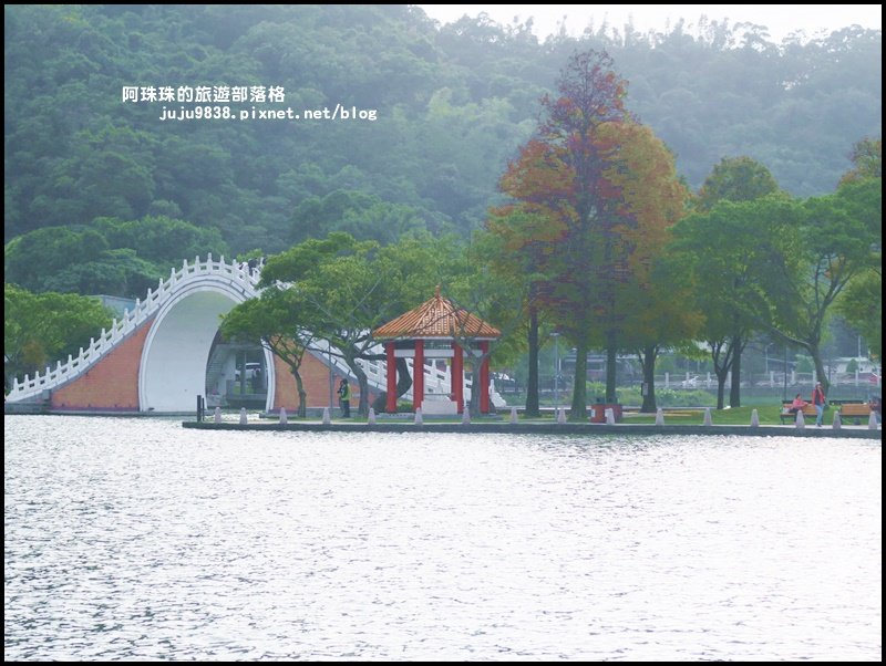 大湖公園落羽松封面圖