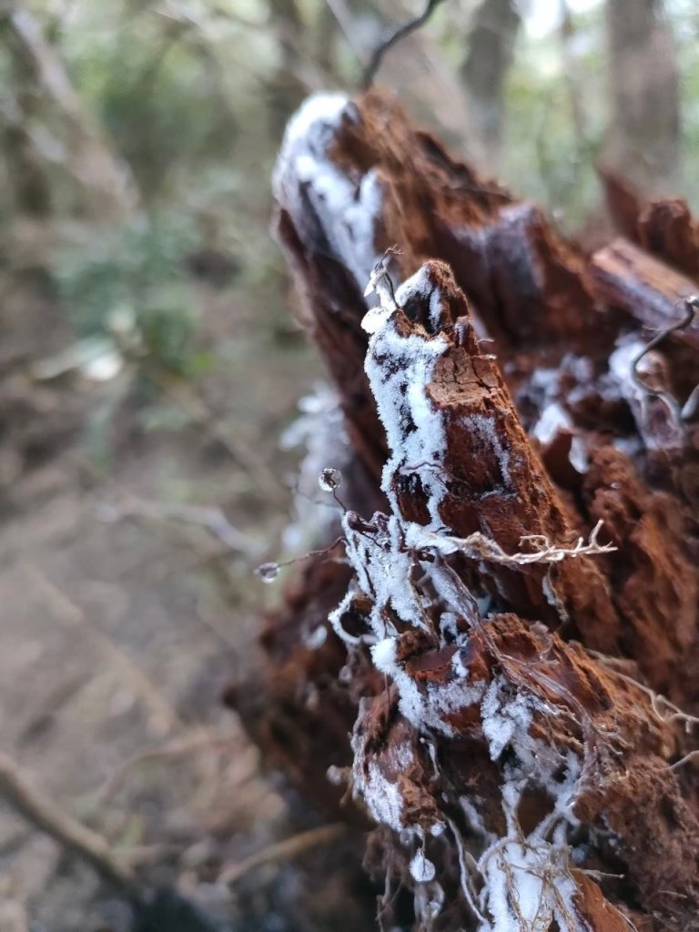 雪季北得拉曼_2956374