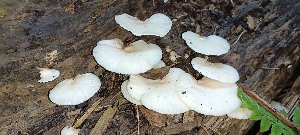 2024/03/30-赤柯山+東獅頭山步道_2468209