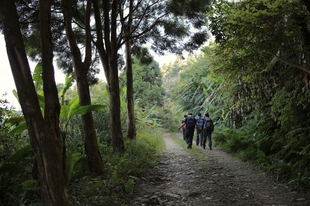 北得拉曼：巨木步道_173380