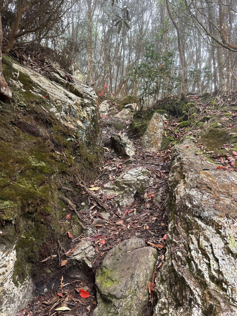 很硬的水社大山很幸運看到大景_2388204