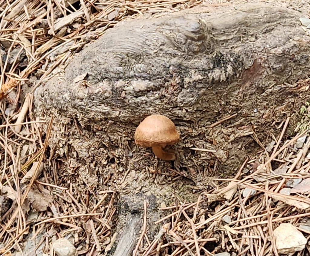 【百岳】志佳陽大山_2779728