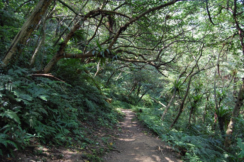 深坑炮子崙步道封面圖