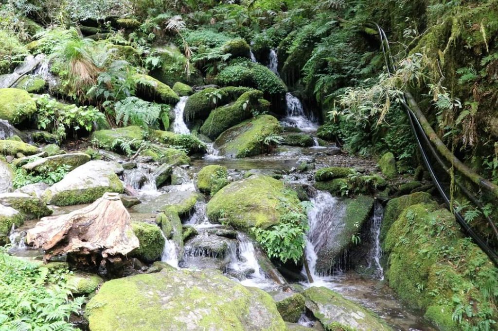 〔桃園復興〕拉拉山巨木，史詩級魔幻森林，75公頃紅檜 扁柏森林浴_2237314