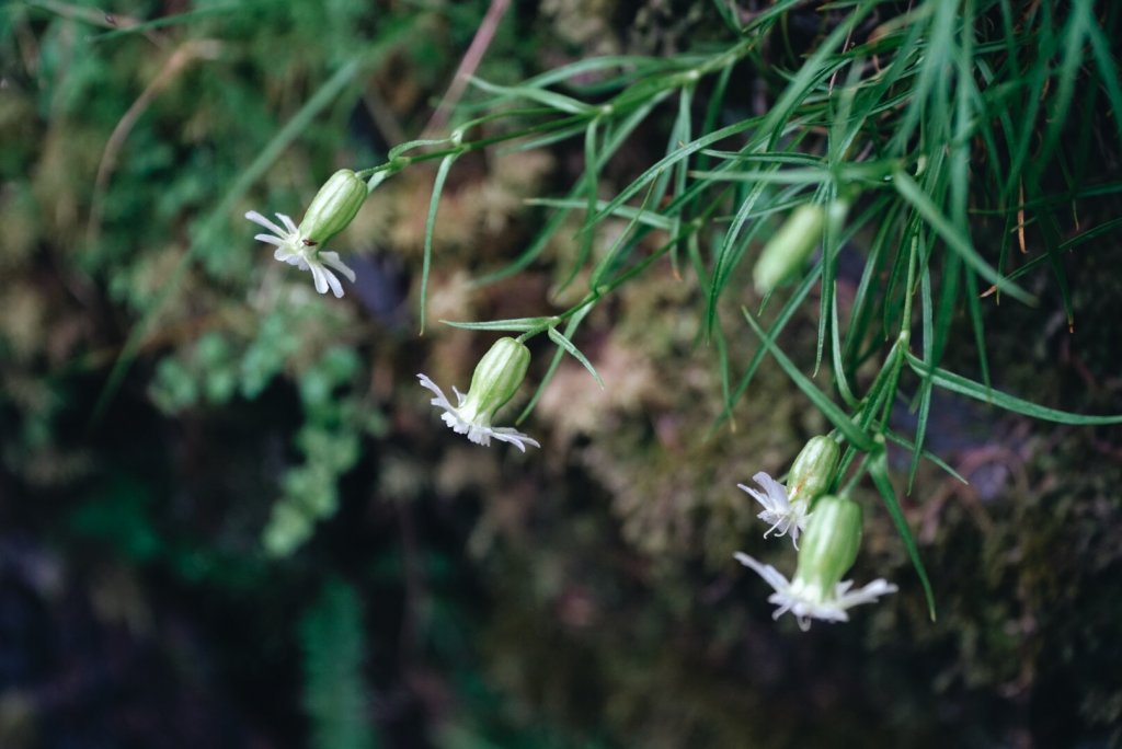 艷陽大霸群峰_654566