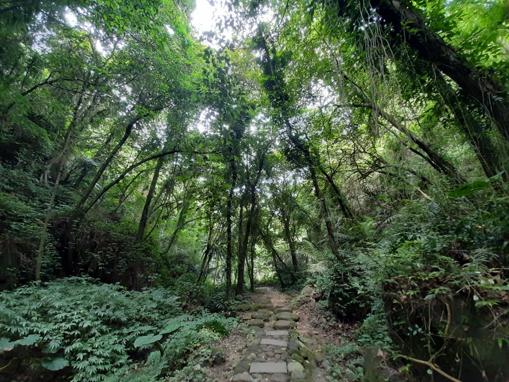 【跟著寶寶漫步參山】獅頭山五連走_1136050