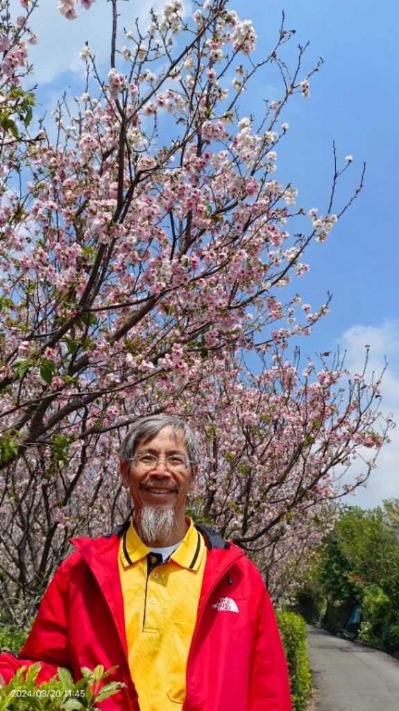 陽明山上墨染櫻大爆發_2457648