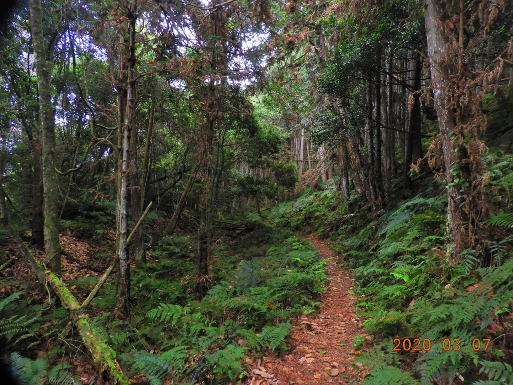 新竹 五峰 民都有山(面托油山)_869227
