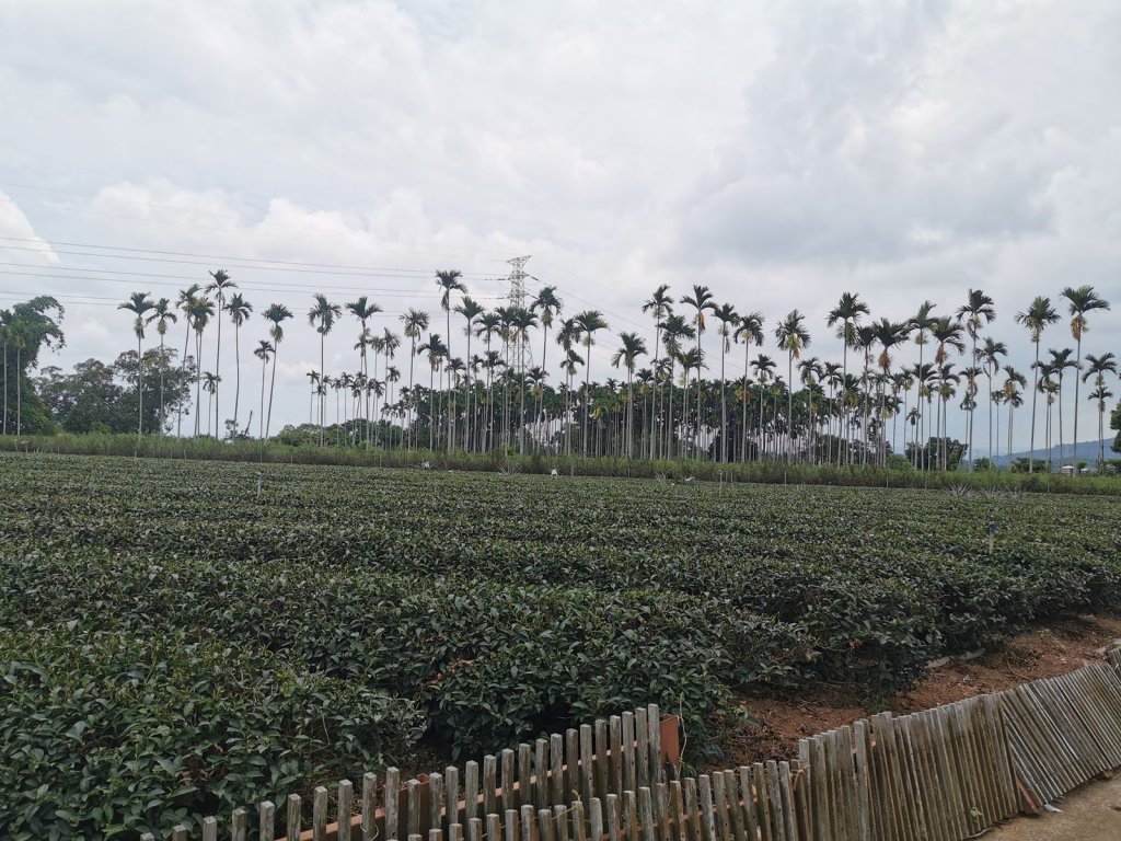 茶香步道-茶香四溢的茶園觀光步道封面圖