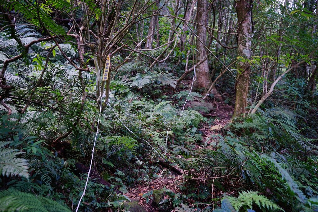 新竹關西鎮 水田林道之貴妃&那結山連走_1539677