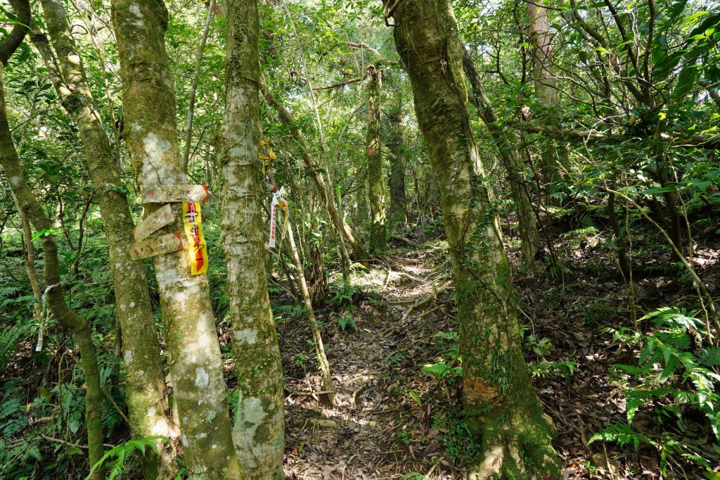 新北 雙溪 溪尾寮山、東柑腳山、柑腳山_2581806