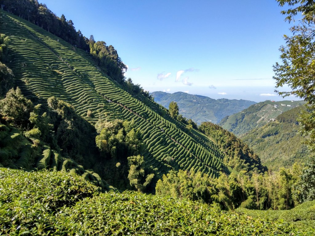 金柑樹山(小百岳#54)：留龍頭進、溪頭出_1504792