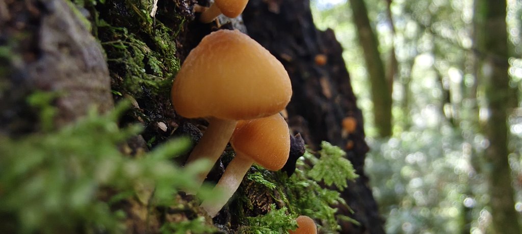 2025/09/20_鵝公髻山步道_2892254