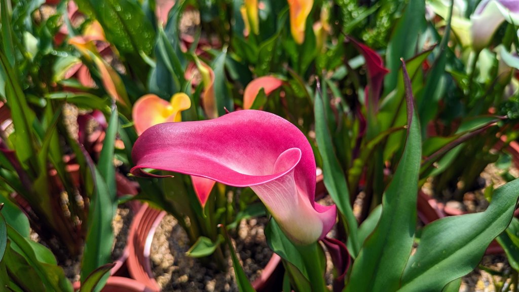 溪海花卉園區_2469901