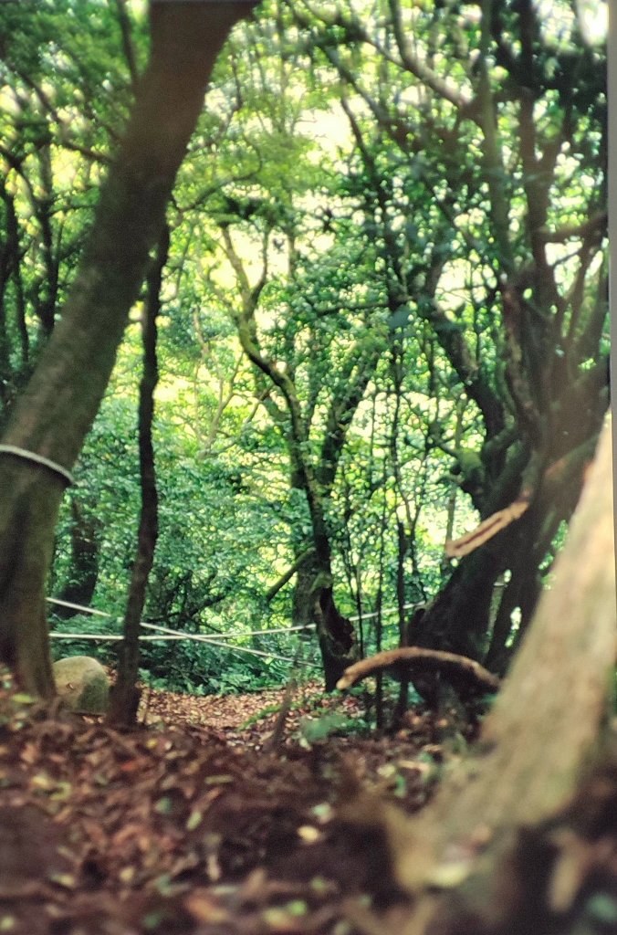 大屯山／二子山_1966191