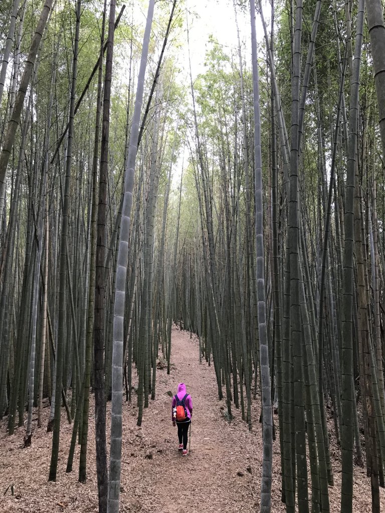 110年4月25日雲林  雲嶺之丘 五元二角 木馬古道_1456541