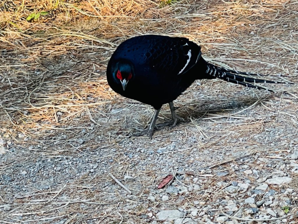 1101204大雪山230林道3k_1538391