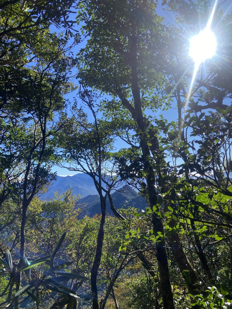 114.11.16 北得拉曼追黃金山毛櫸_2937874