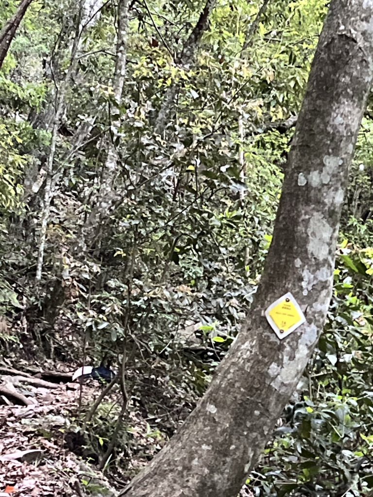 台中 和平 波津加山_2761899