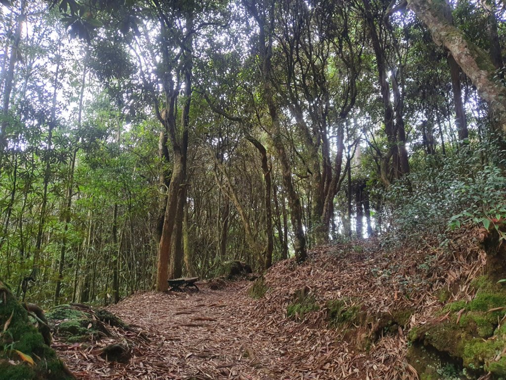 杉林溪台灣杜鵑步道_1197571