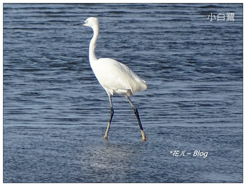 台中/高美濕地_634983