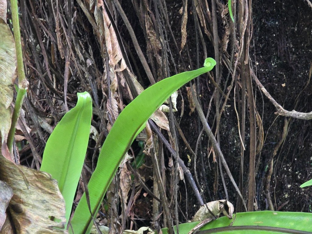 夏日的馬那邦山_2786841
