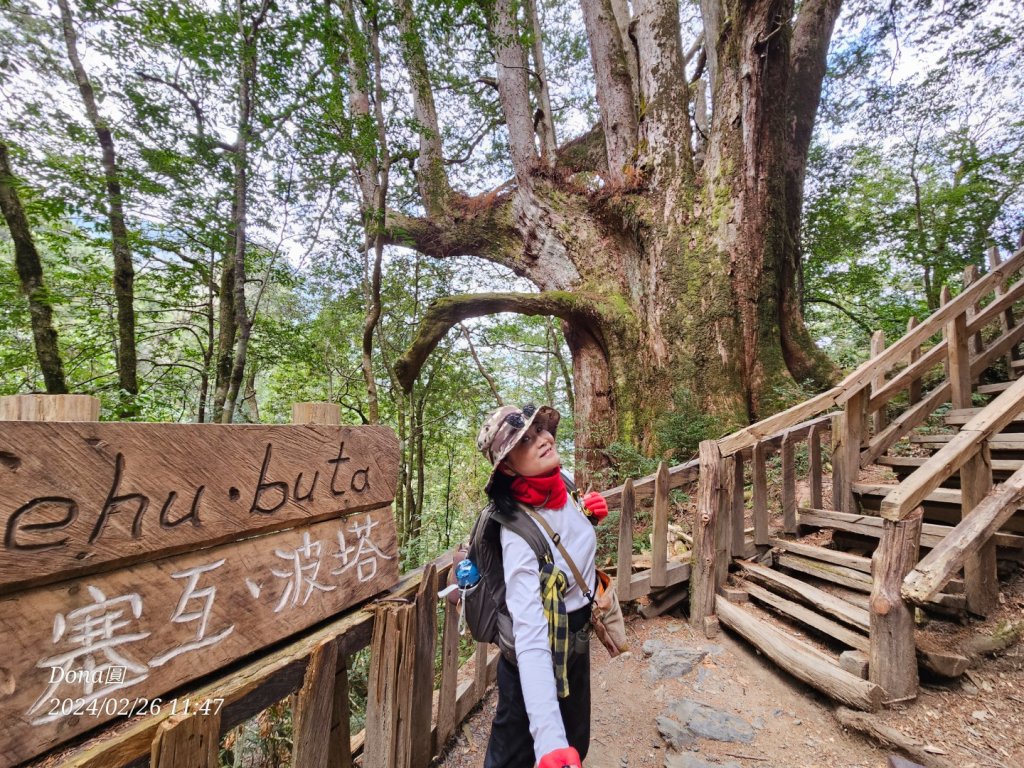 鎮西堡巨木群步道o型全程一日遊_2440308