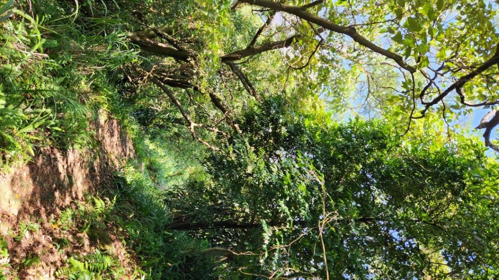 鳶尾山，鳶山東峰，桃園神社，土城彈藥庫舊址，新北大都會公園，二叭子植物園，外挖子山_2216499