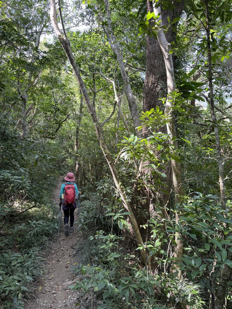女仍山+帽子山O繞 20260227_3009559