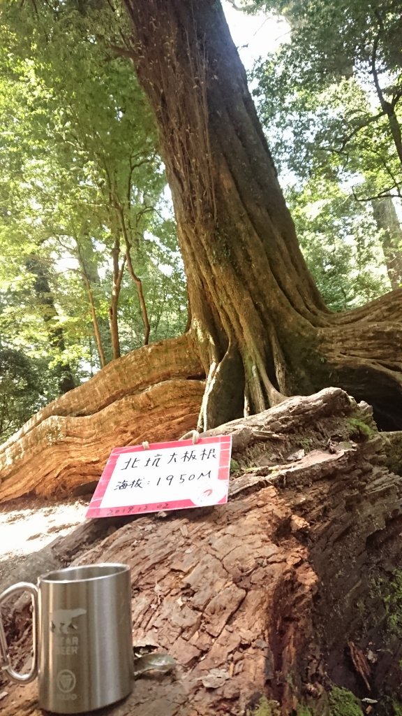 北坑山雪見大板根_1730651